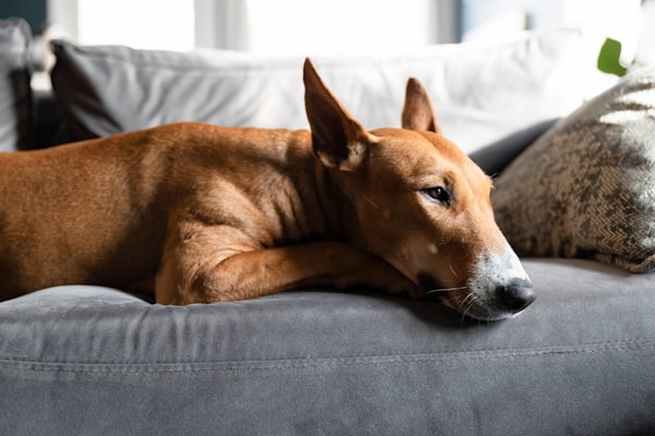 Pet Products lifestyle photo